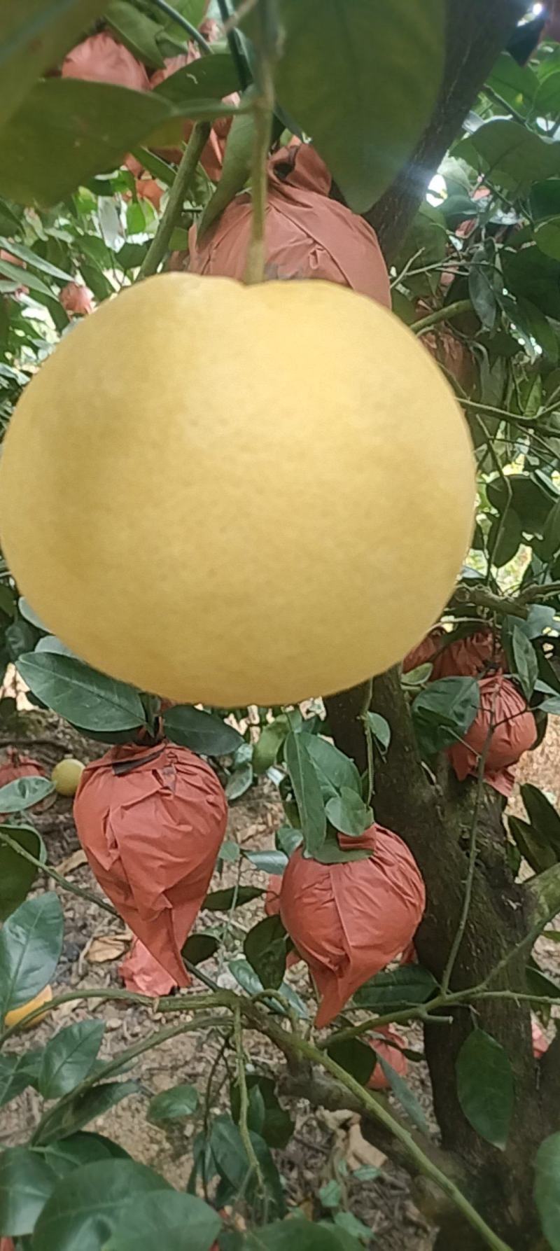 黄金葡萄柚