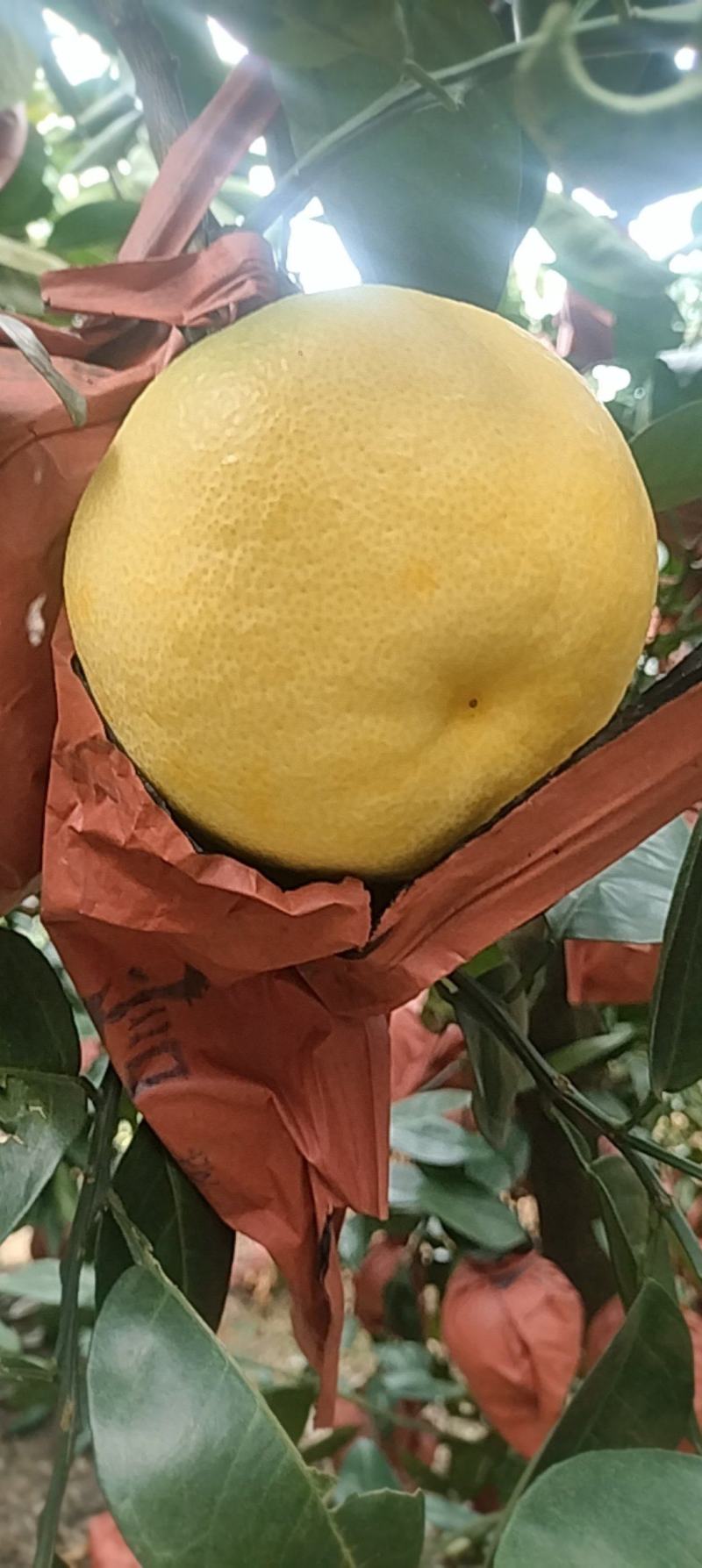黄金葡萄柚