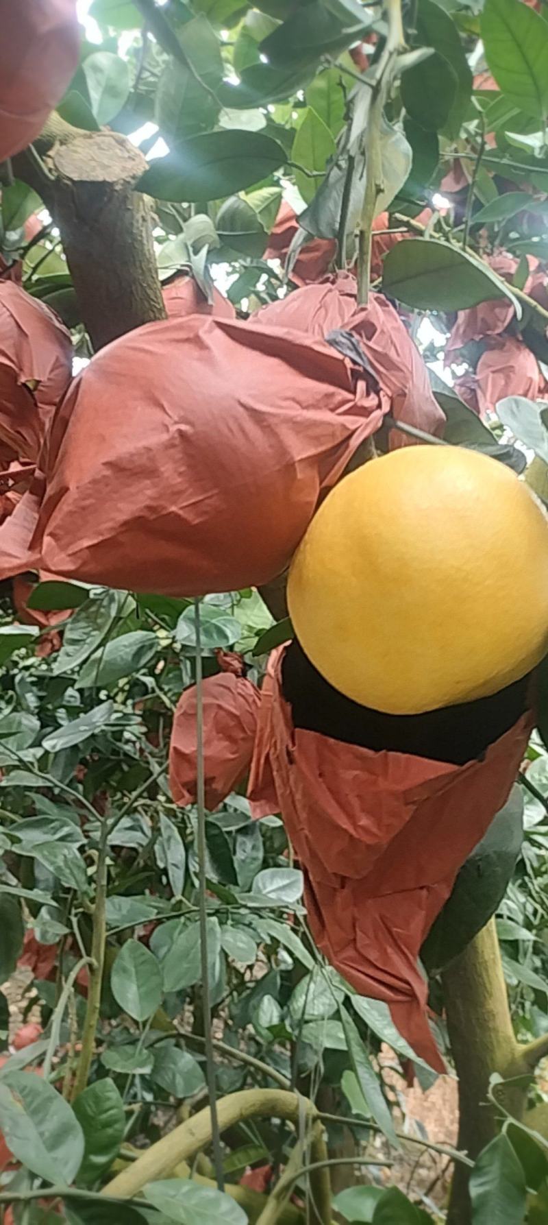 黄金葡萄柚