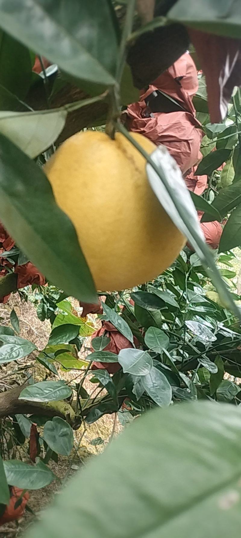 黄金葡萄柚