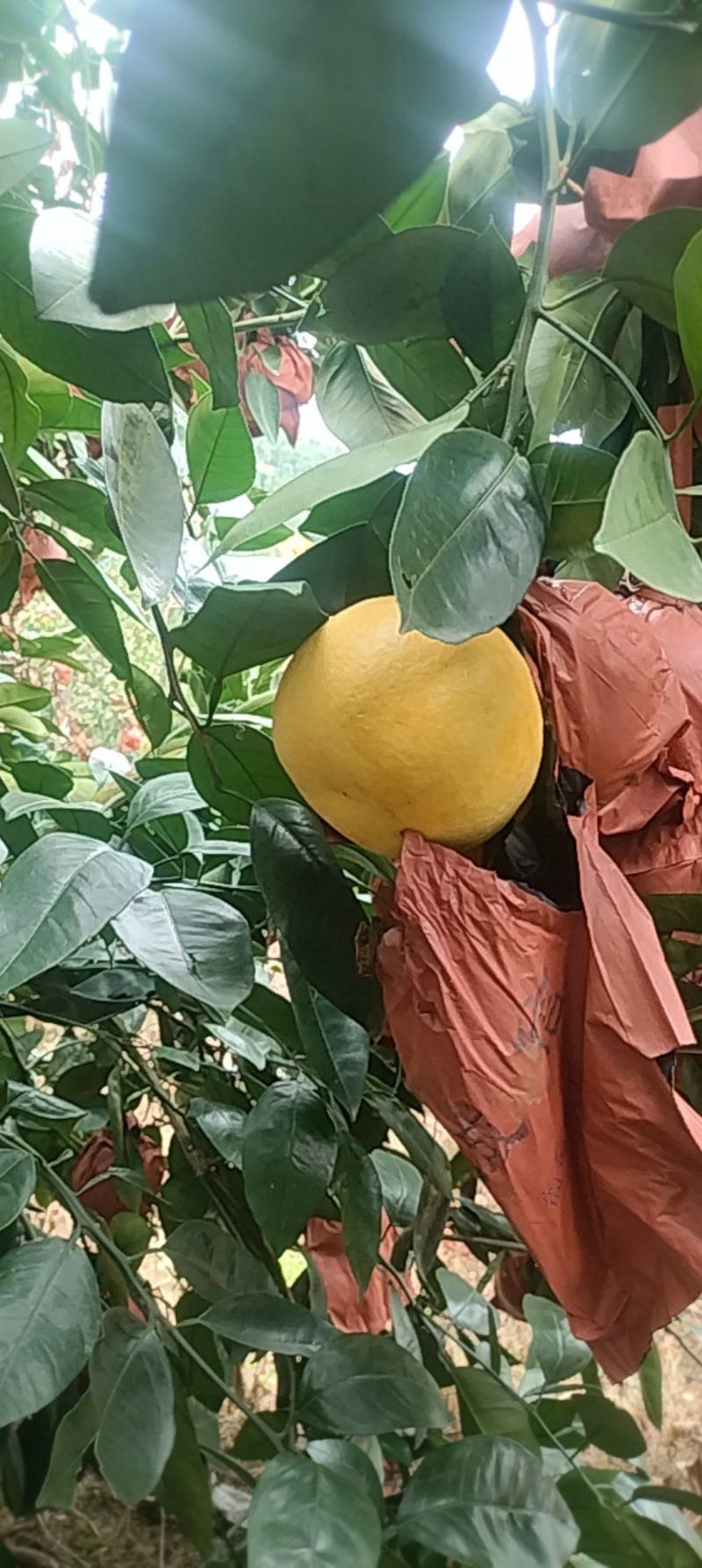 黄金葡萄柚