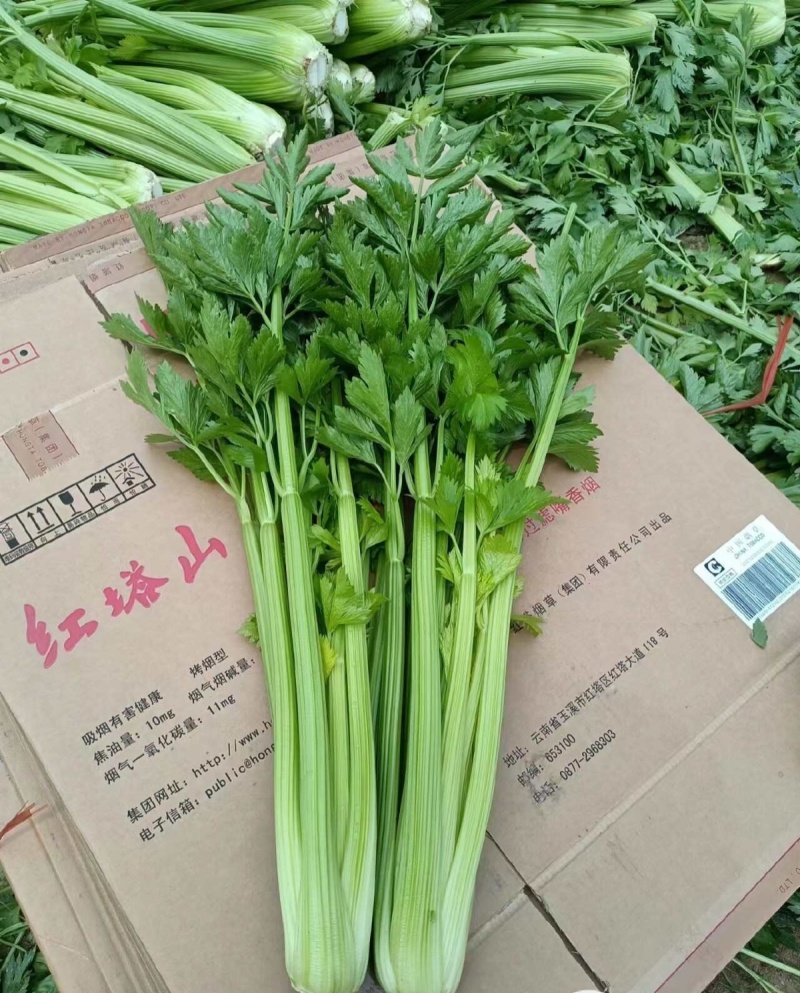 切头西芹大量有货