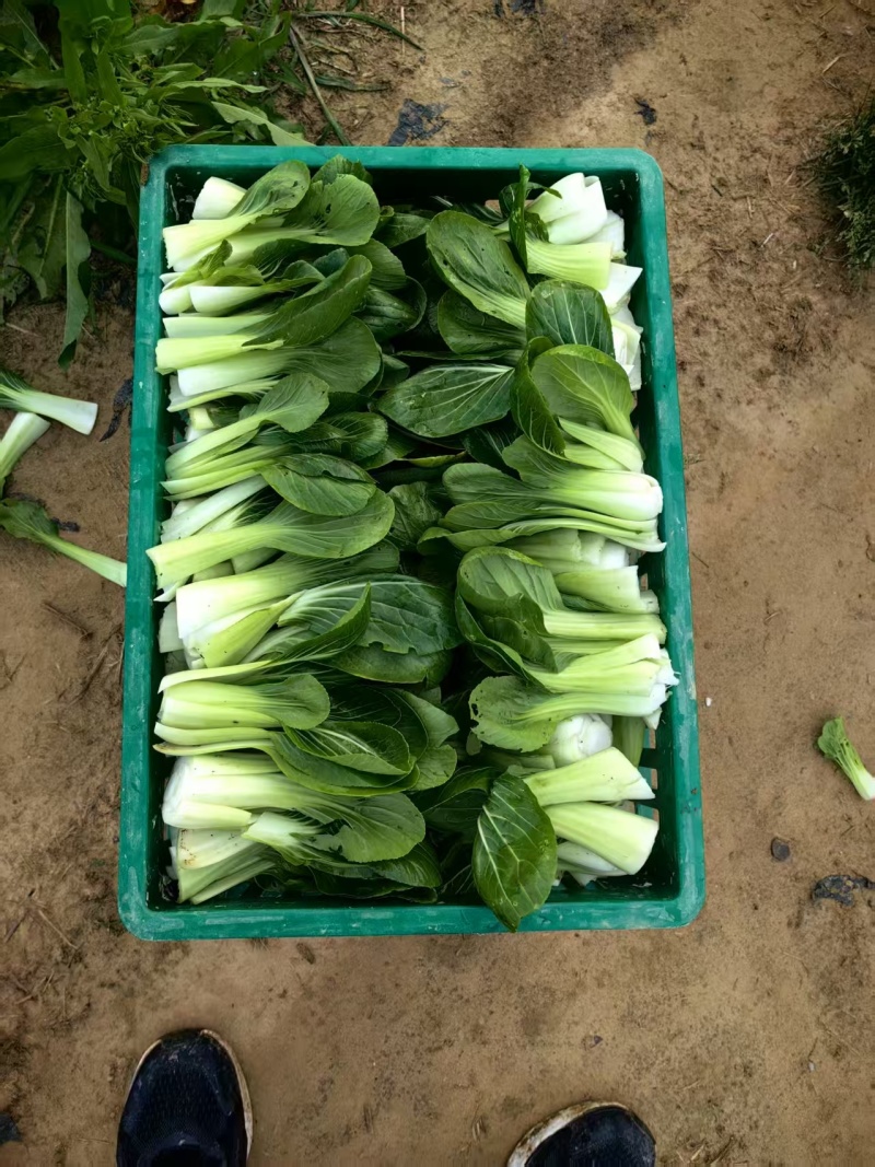 上海青菜