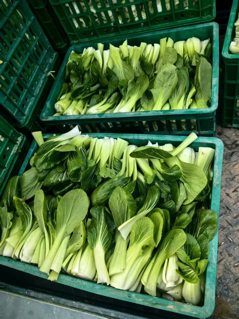 上海青菜
