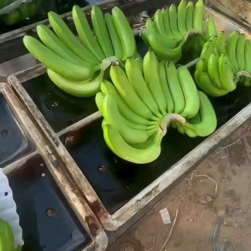 元阳香蕉