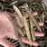 海松茸片厂家，海笋条厂家，海笋片厂家，金茸片厂家