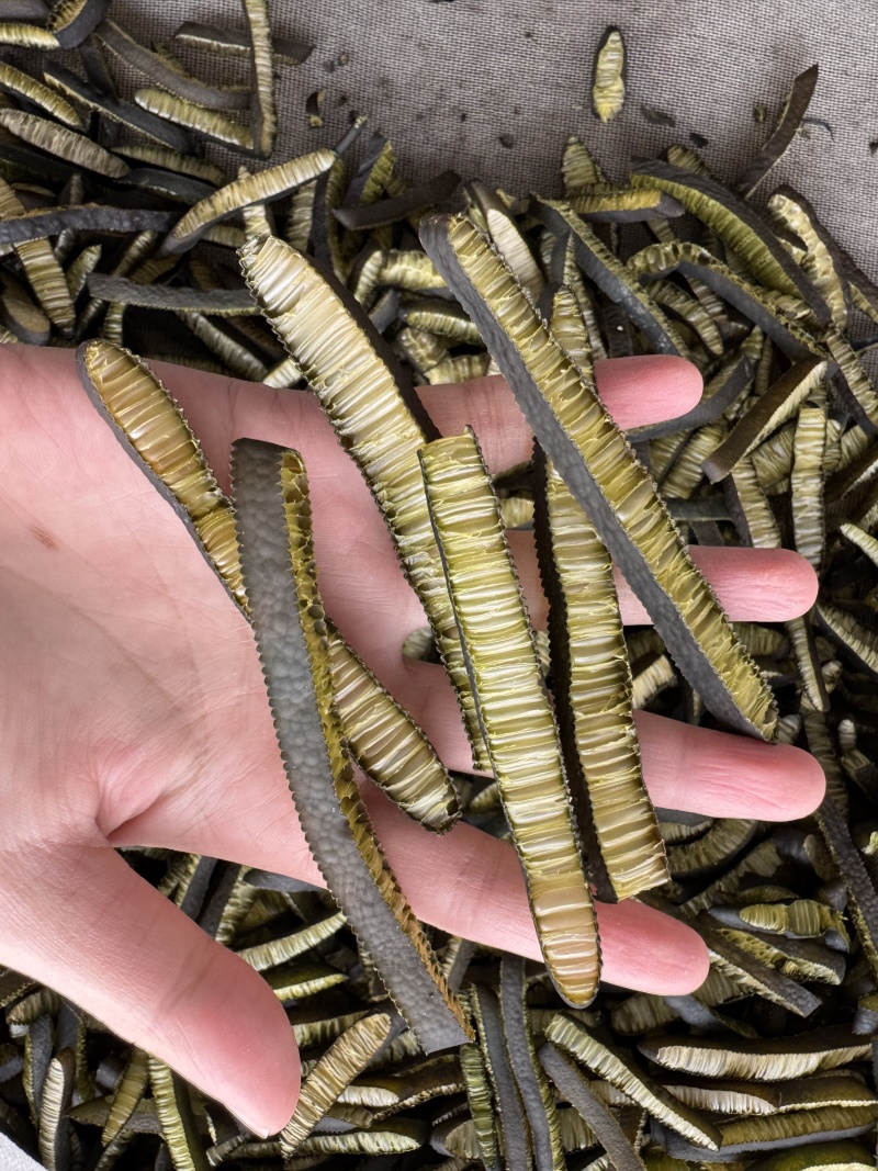 海松茸片厂家，海笋条厂家，海笋片厂家，金茸片厂家