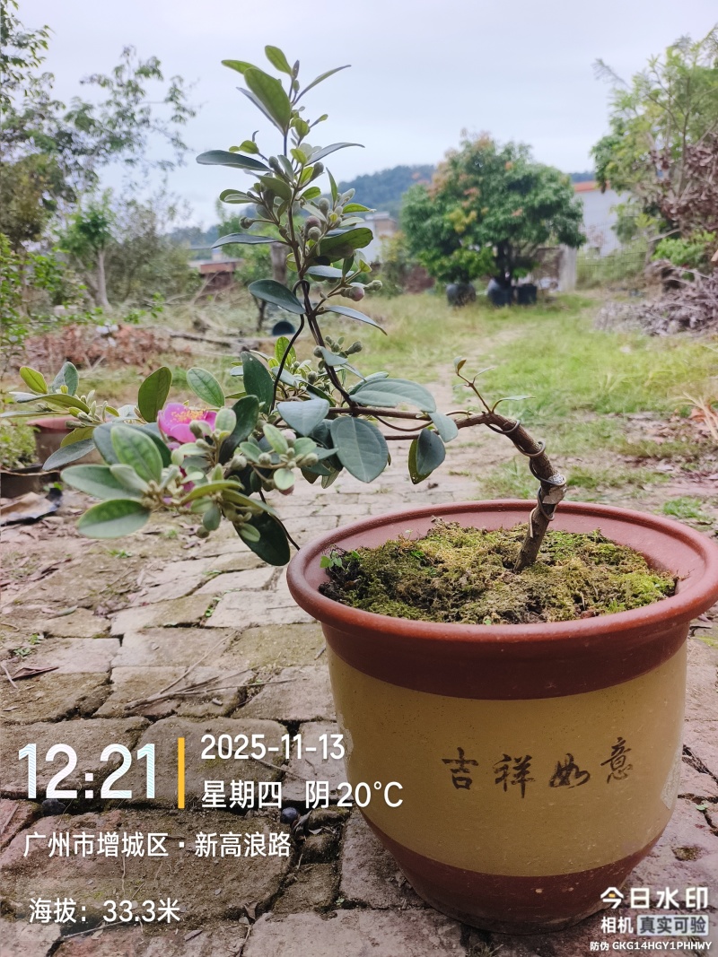四季桃金娘