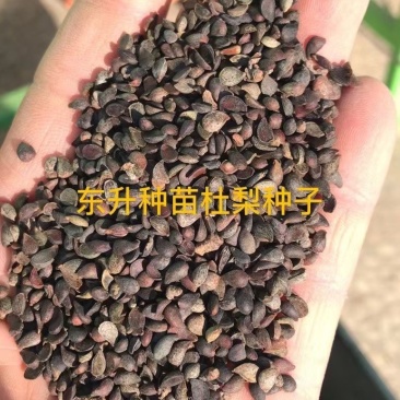 东升种苗现货供应各种沙藏梨树种子即将发芽