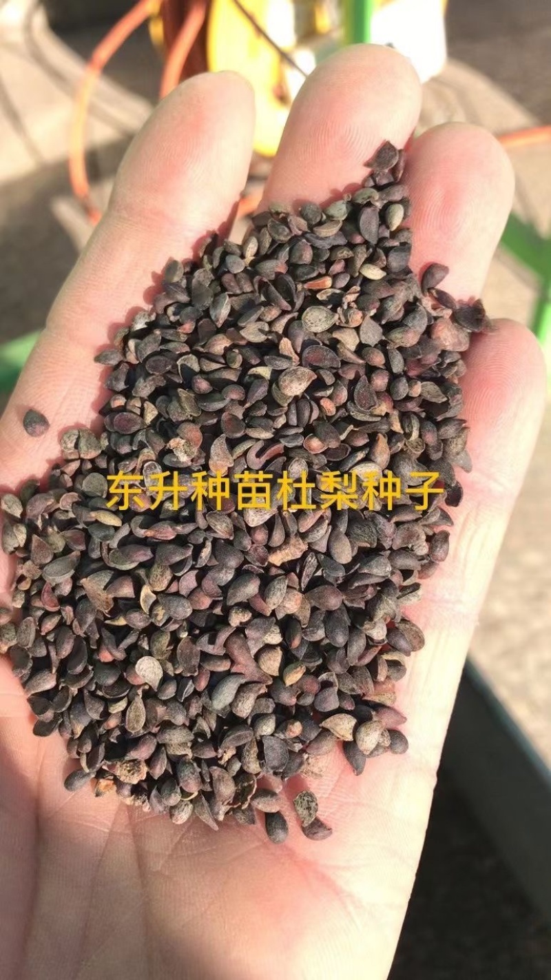 东升种苗现货供应各种沙藏梨树种子即将发芽