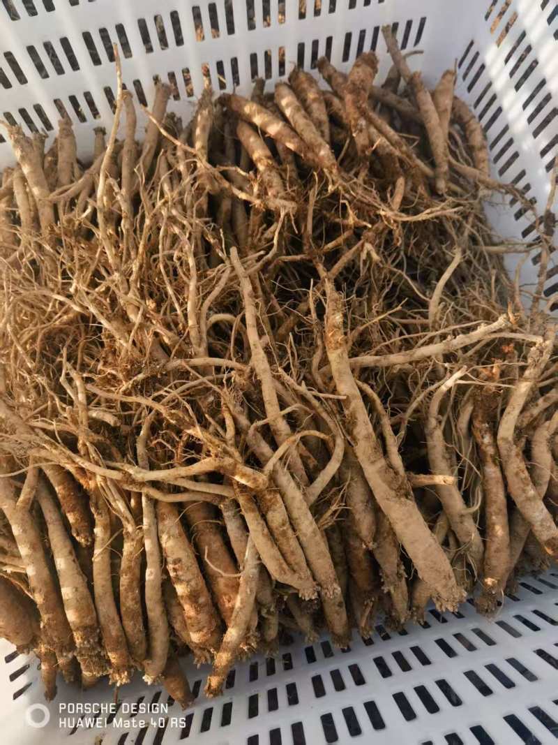 党参，黄党。大量，大量，大量。需要的老板联系我，价格再议