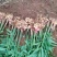 贵州小黄姜种植基地直供规格齐全量大价优欢迎咨询合作
