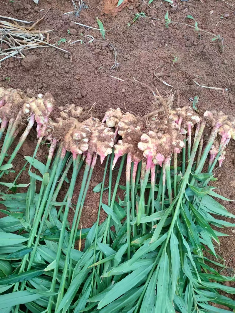 贵州小黄姜种植基地直供规格齐全量大价优欢迎咨询合作
