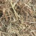 花生秧牛羊草料无土无膜无霉产地直发