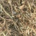 花生秧牛羊草料无土无膜无霉产地直发