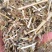 花生秧牛羊草料无土无膜无霉产地直发