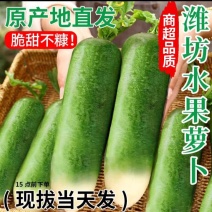 正宗潍坊水果萝卜新鲜生吃青脆甜大冰淇淋水果型胡白特产山东