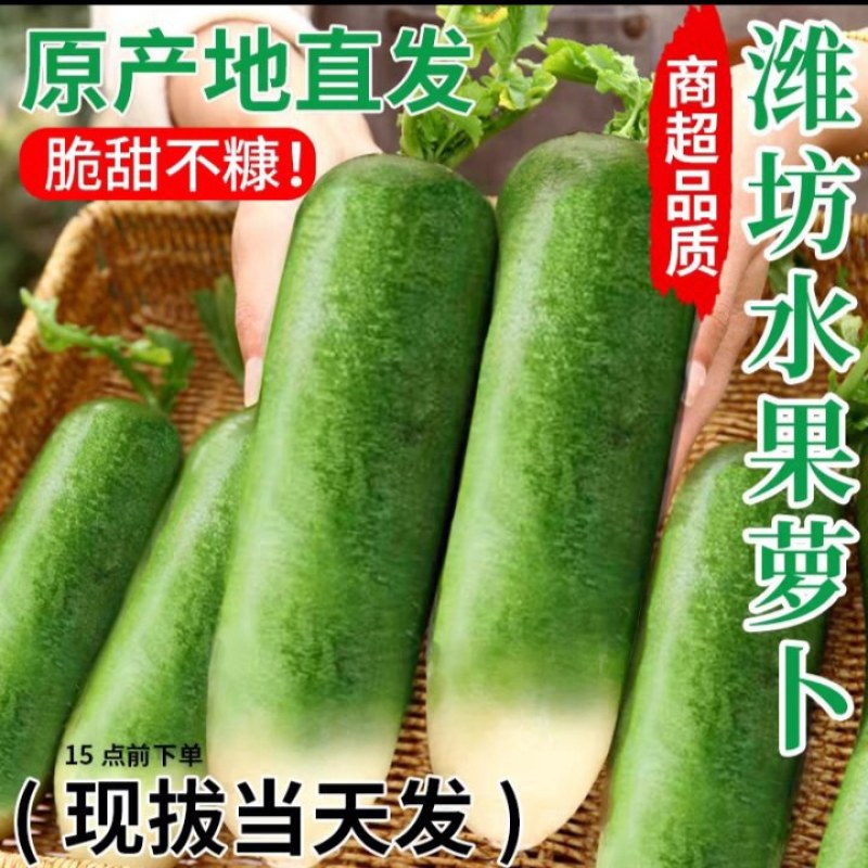 正宗潍坊水果萝卜新鲜生吃青脆甜大冰淇淋水果型胡白特产山东