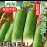 正宗潍坊水果萝卜新鲜生吃青脆甜大冰淇淋水果型胡白特产山东