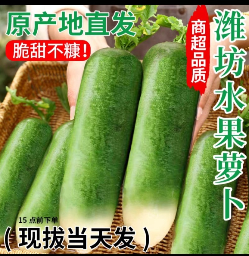 正宗潍坊水果萝卜新鲜生吃青脆甜大冰淇淋水果型胡白特产山东