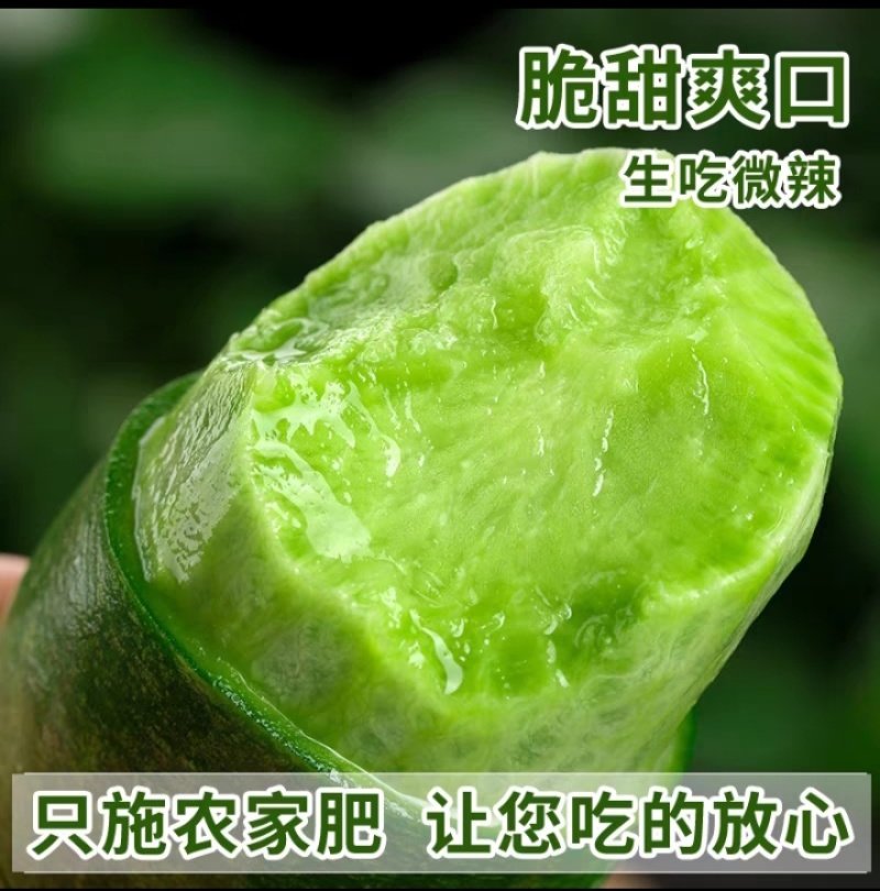 正宗潍坊水果萝卜新鲜生吃青脆甜大冰淇淋水果型胡白特产山东