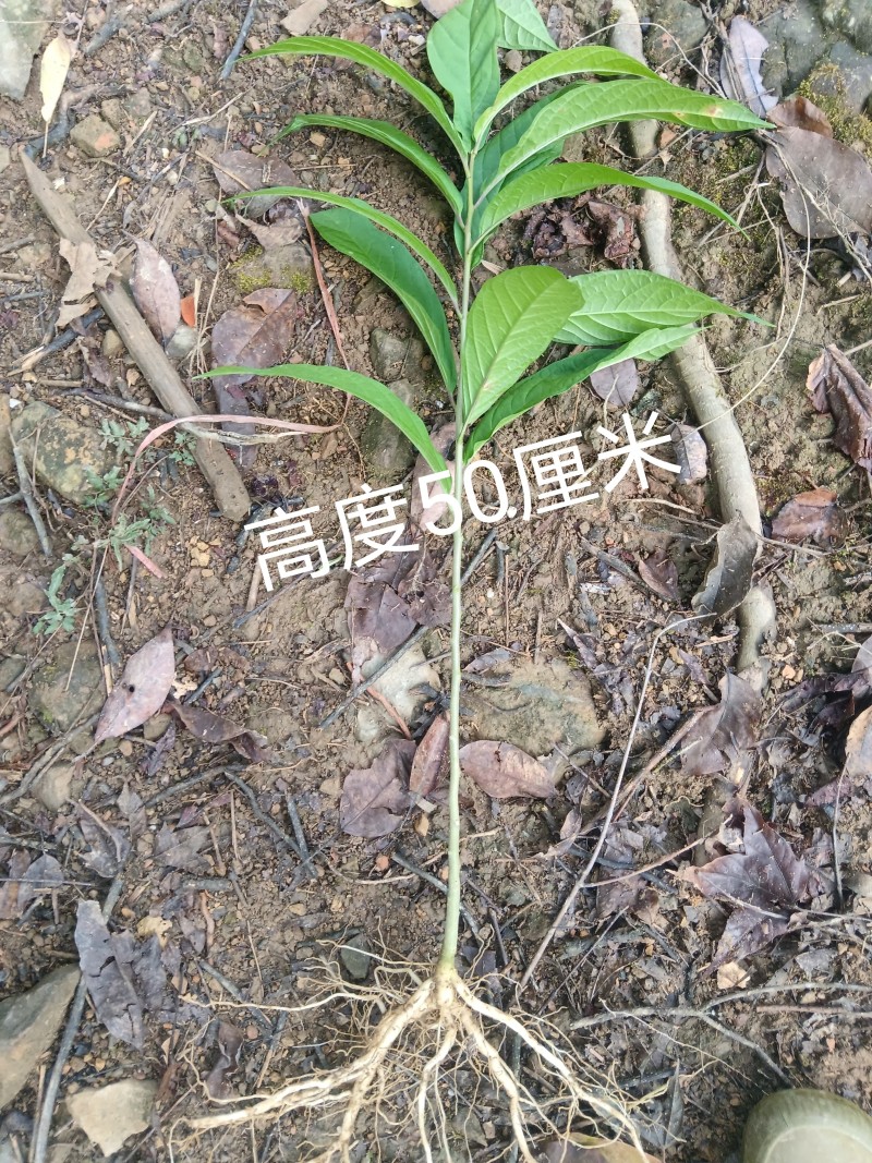 吊倒黄
