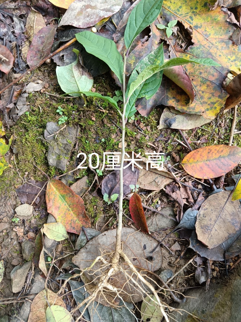 吊倒黄