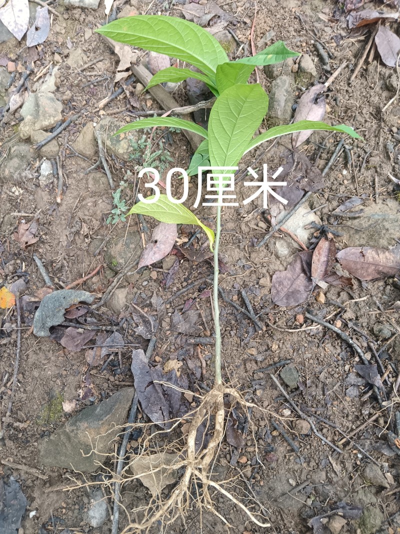 吊倒黄