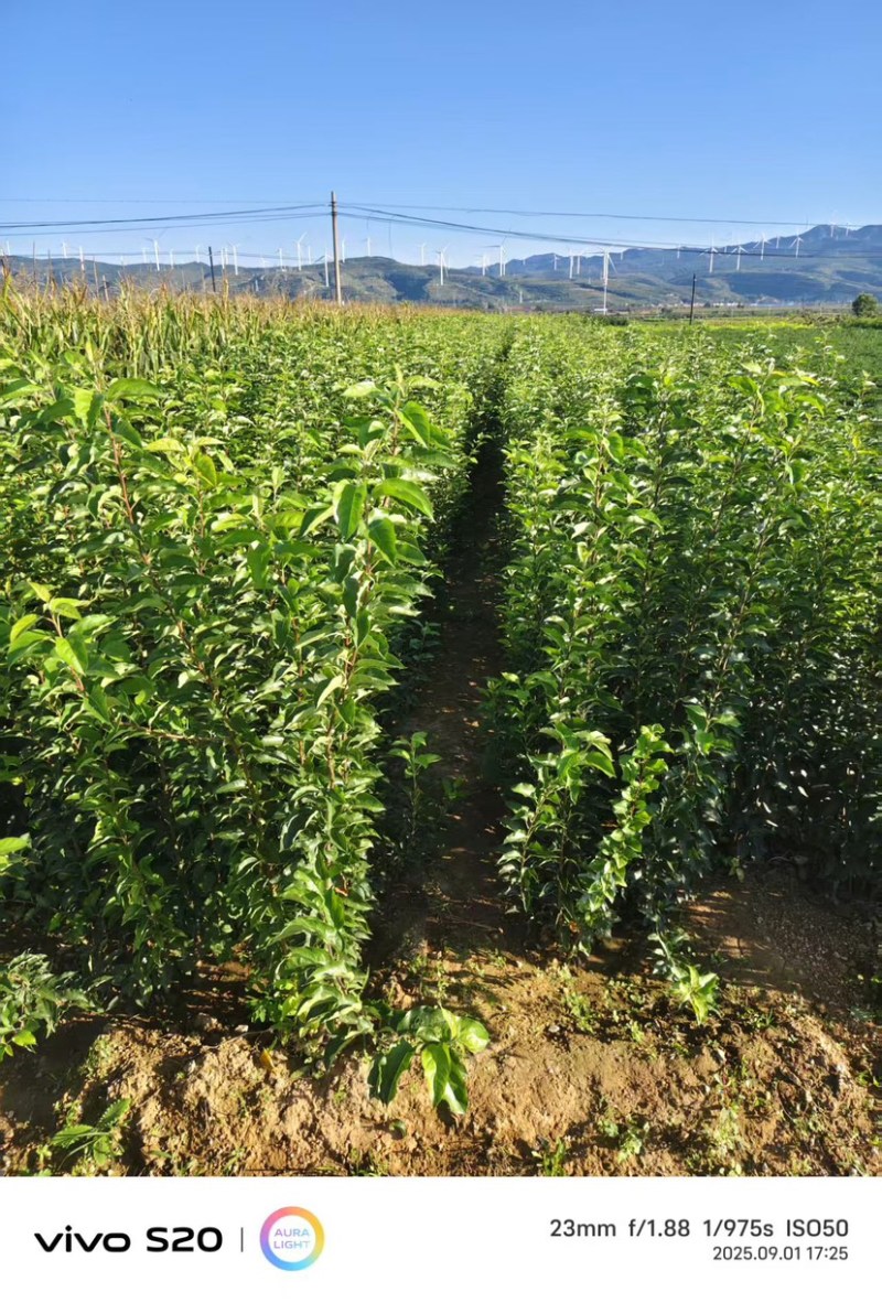 河南三门峡苹果苗/鲁丽苹果苗/规格齐全/易成活/量大价优