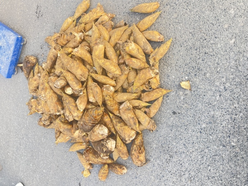 【精选】桂林冬笋基地直发肉质厚味道鲜可视频看货量大从优