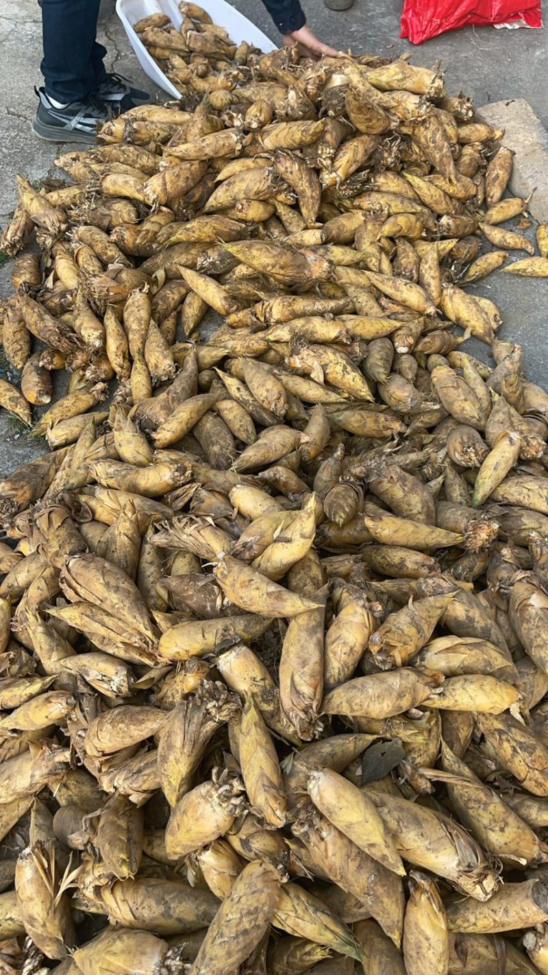 【精选】桂林冬笋基地直发肉质厚味道鲜可视频看货量大从优