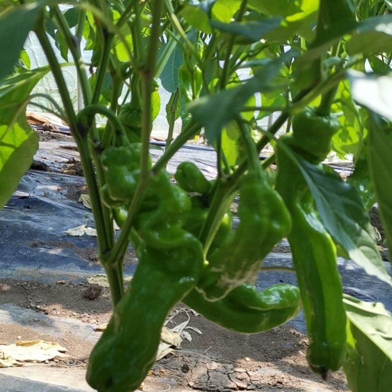薄皮椒