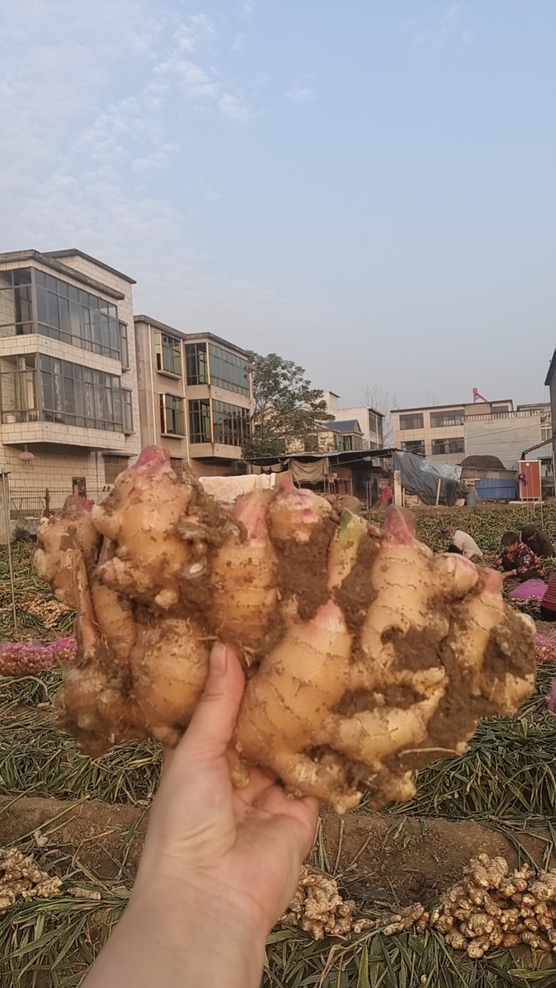 生姜量大价优，安徽省阜阳临泉符庄父亲自己种的小胖孩，