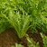 小叶芝麻菜种子火箭菜香味浓郁口感好四季大棚露地均可种植