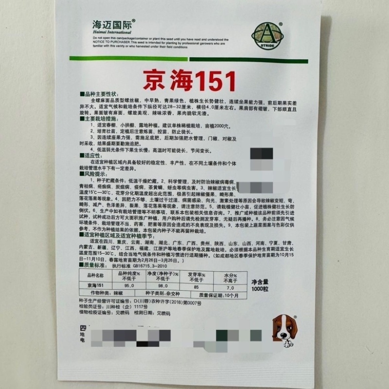 京海151螺丝椒品种，中早熟杂交一代全螺高秧品种种子