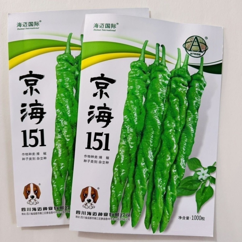 京海151螺丝椒品种，中早熟杂交一代全螺高秧品种种子