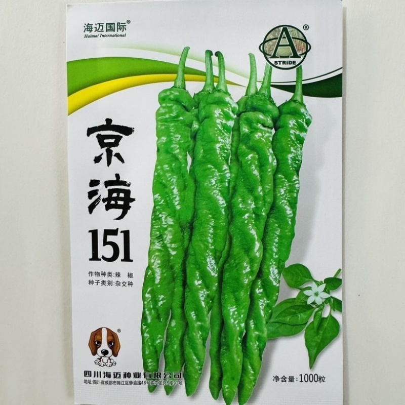 京海151螺丝椒品种，中早熟杂交一代全螺高秧品种种子