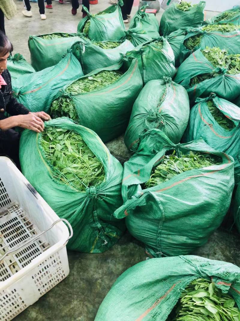 米多豌豆苗批发