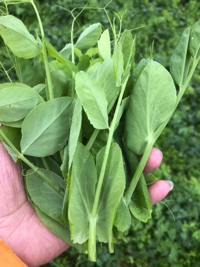米多豌豆苗批发
