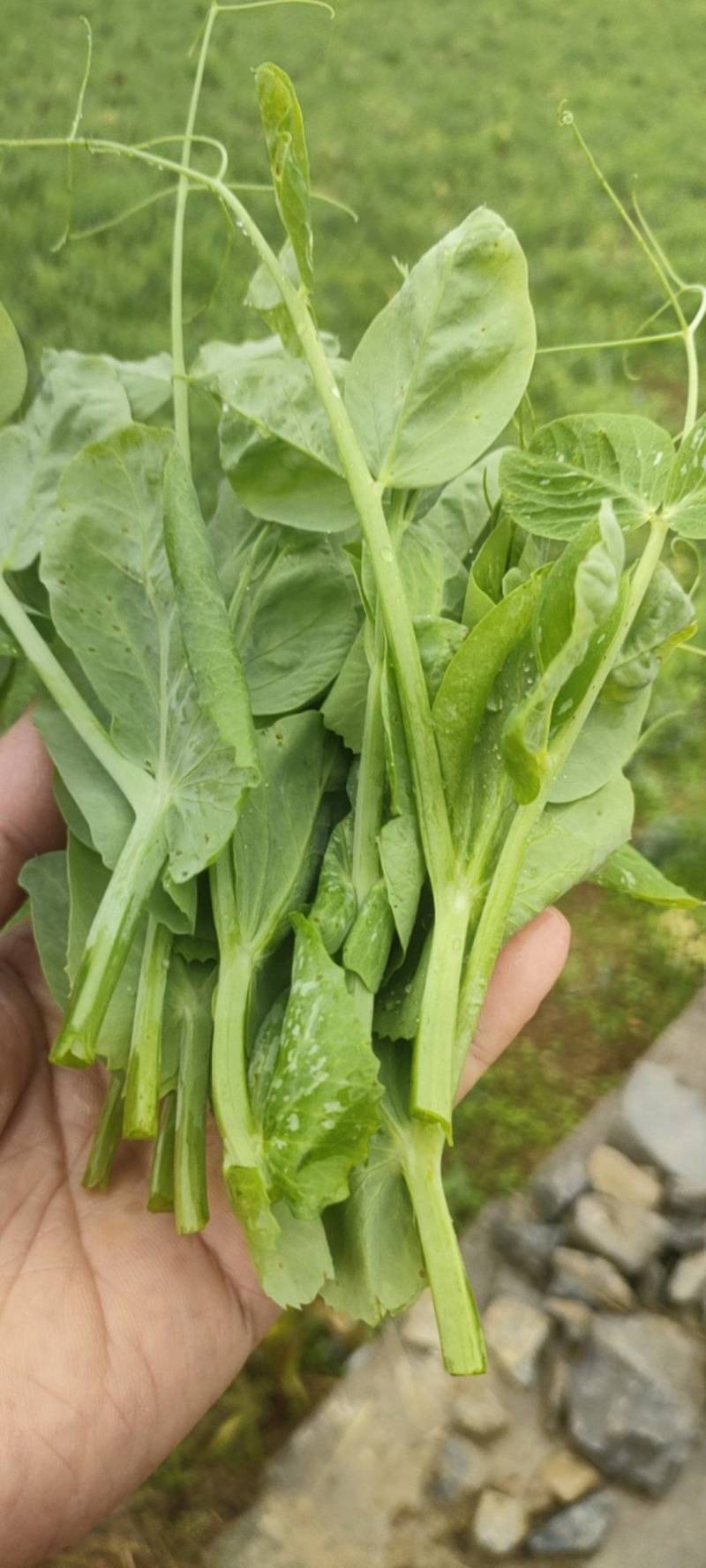 米多豌豆苗批发