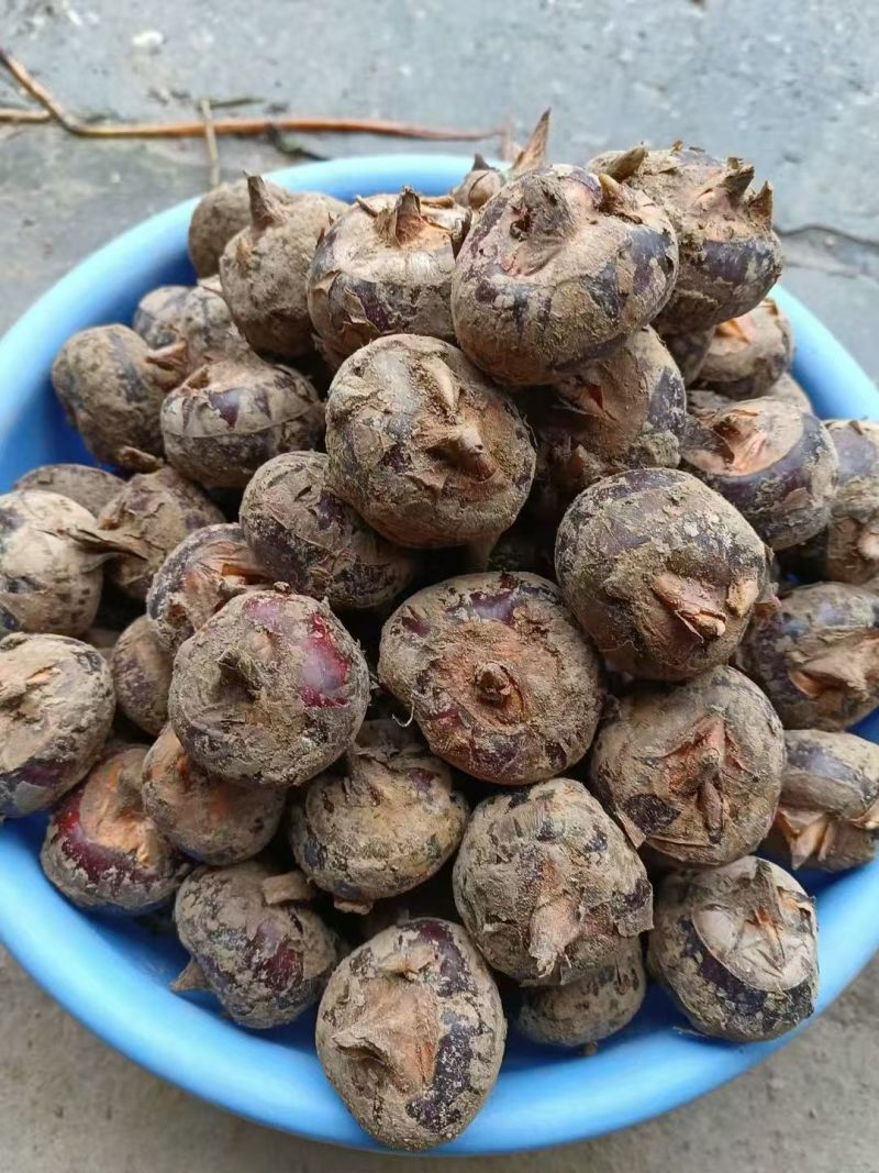 广西桂林大马蹄，火红马蹄，化渣，香甜可口