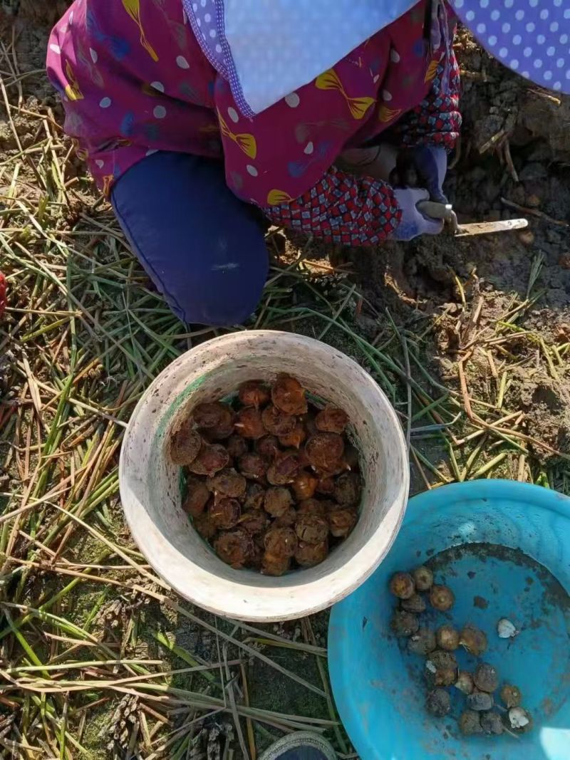 广西桂林大马蹄，火红马蹄，化渣，香甜可口