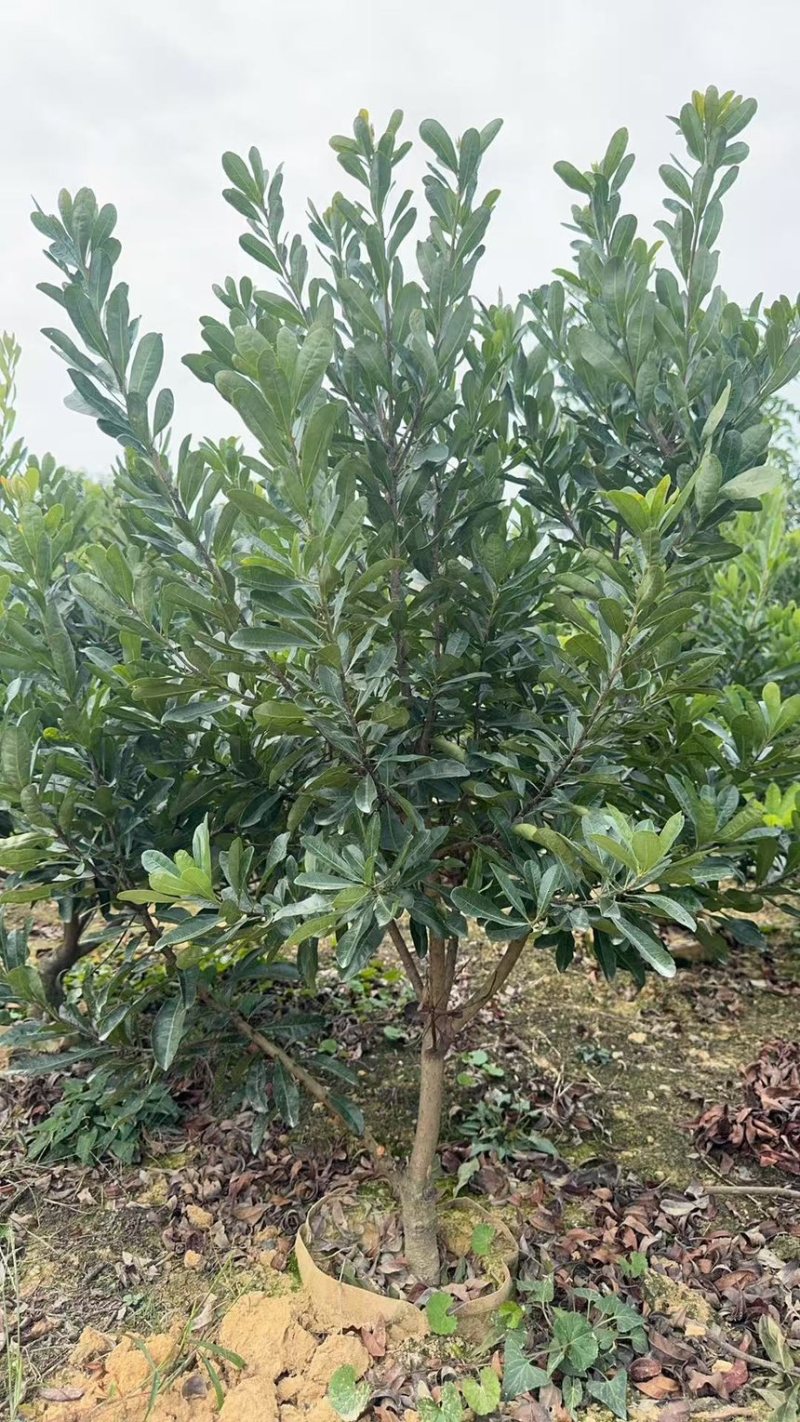 杨梅杯苗