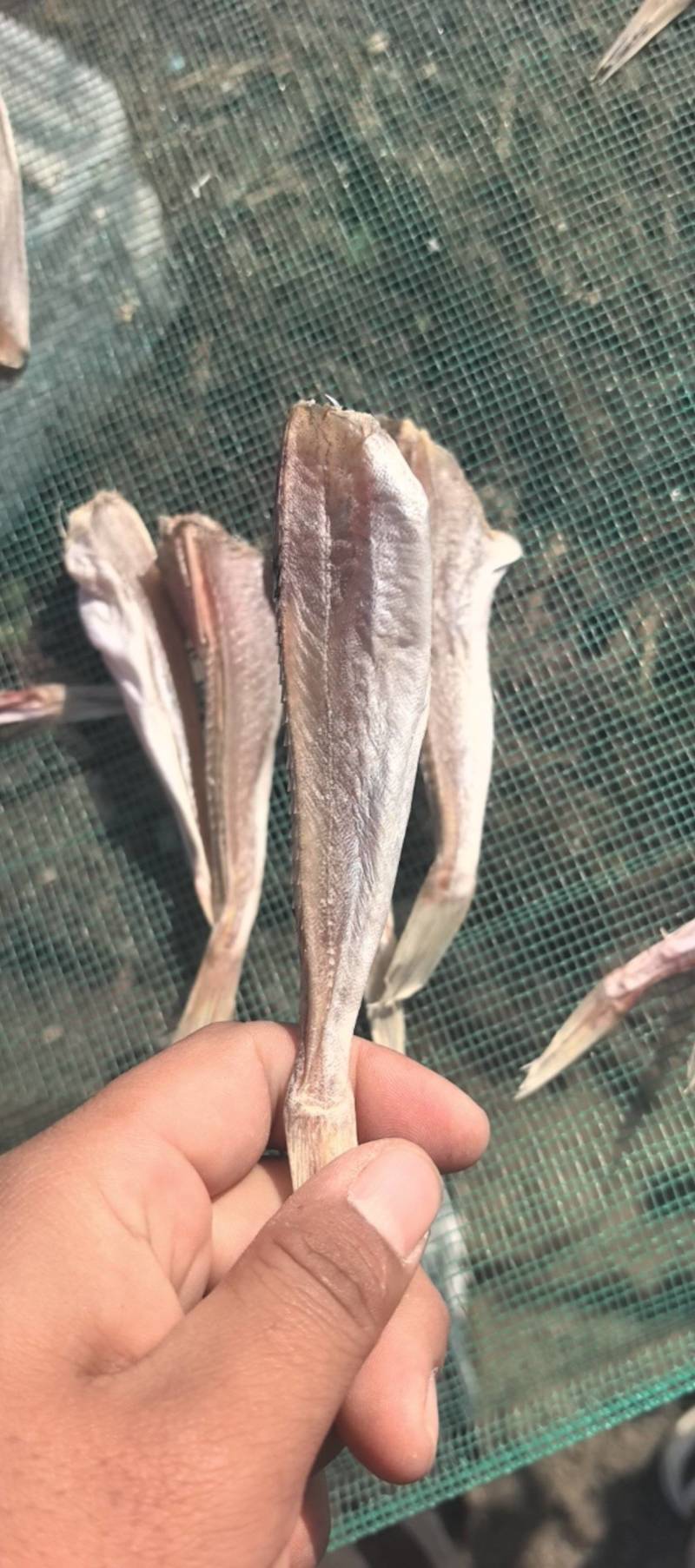 红娘鱼干红头鱼干精品货干度好