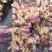 贵州红芽姜/仔姜/鲜姜/红芽仔姜对接全国市场商超电商