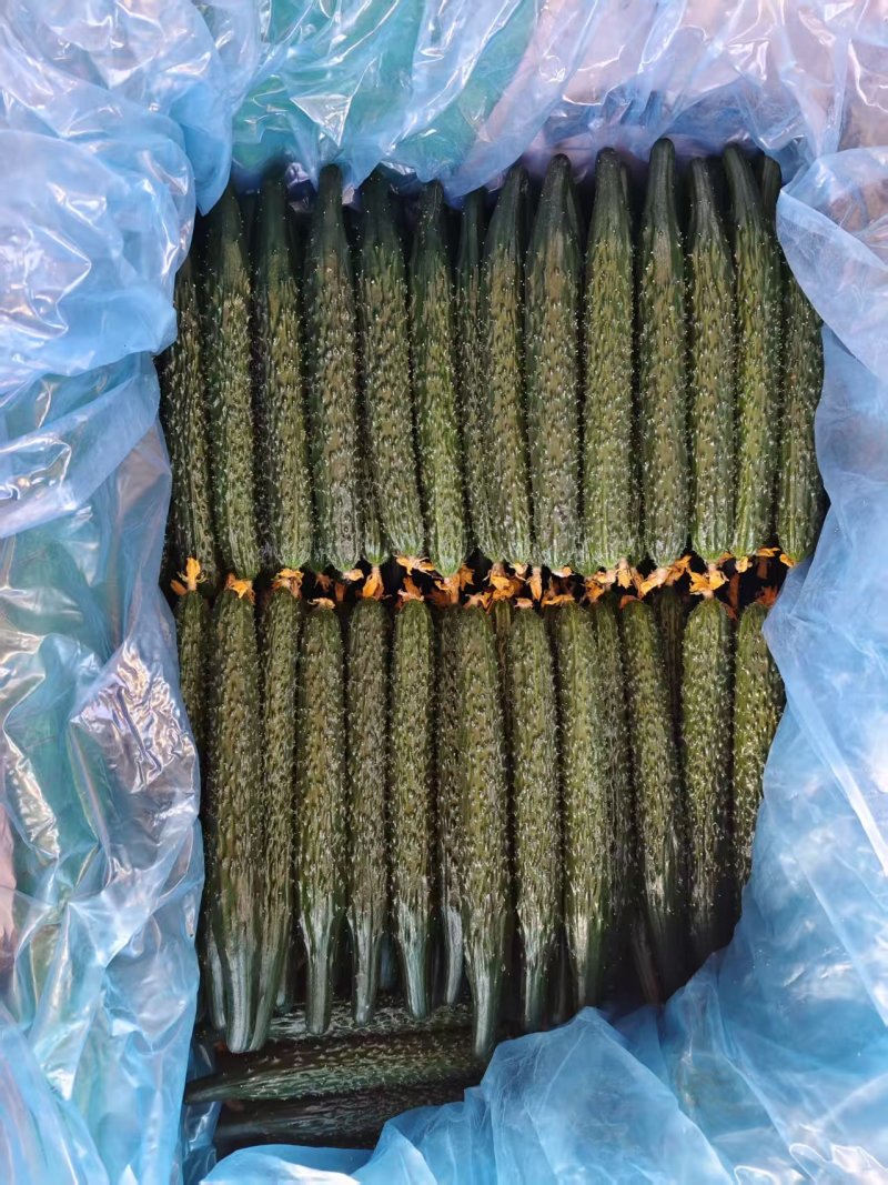精品黑亮密刺黄瓜