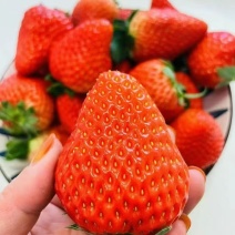 长丰红颜草莓，大量上市，优质产品，诚信代办，欢迎来电洽谈