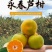 福建永春芦柑脐橙