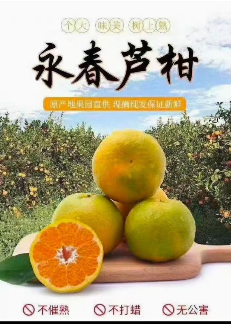 福建永春芦柑脐橙