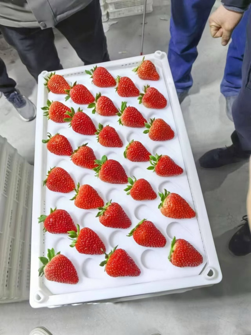 长丰红颜草莓，大量上市，优质产品，诚信代办，欢迎来电洽谈
